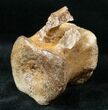 Edmontosaurus (Hadrosaur) Caudal Vertebrae - Montana #13326-3